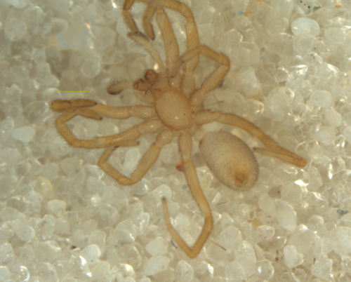 Huttoniidae