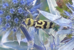 Chlorophorus varius