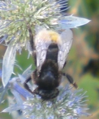 Bombus