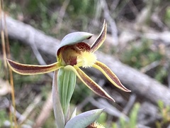 Lyperanthus serratus