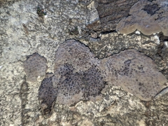 Jackrogersella multiformis