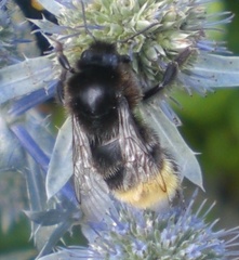Bombus