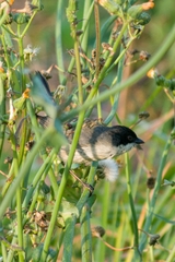 Microspingus melanoleucus