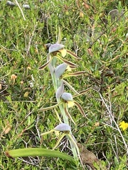 Lyperanthus serratus