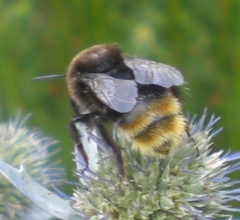 Bombus