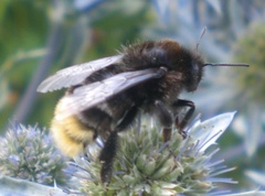 Bombus