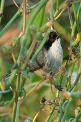 Microspingus melanoleucus
