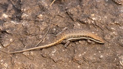 Trachylepis varia