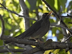 Turdus nigriceps
