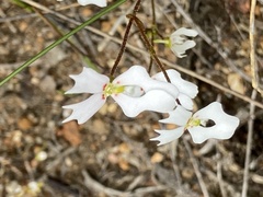 Stylidium calcaratum