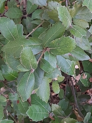 Quercus ilex