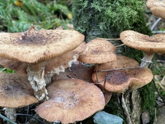 Armillaria