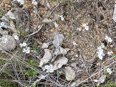 Stylidium calcaratum