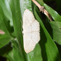Scopula minorata