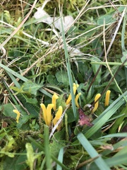 Clavulinopsis amoena