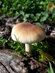 Cyclocybe