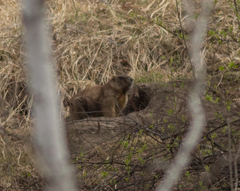 Marmota kastschenkoi