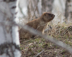 Marmota kastschenkoi