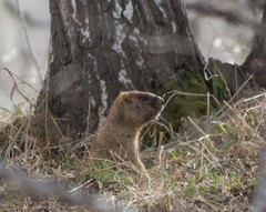 Marmota kastschenkoi