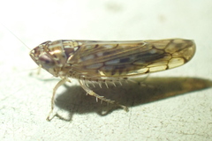 Osbornellus