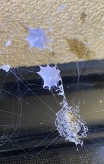 Zosis geniculata