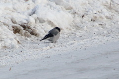 Pyrrhula pyrrhula cineracea