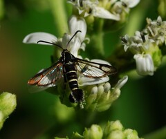 Carmenta phoradendri
