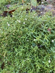 Stellaria graminea