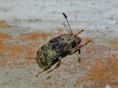 Anthribidae