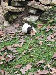Cavia porcellus