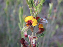 Bossiaea