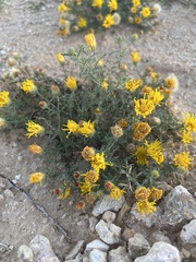 Xanthisma spinulosum