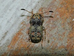 Anthribidae