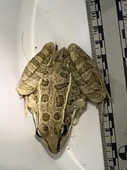 Lithobates berlandieri