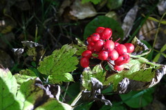 Actaea erythrocarpa