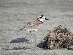 Charadrius peronii