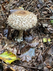 Chlorophyllum olivieri