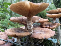 Armillaria
