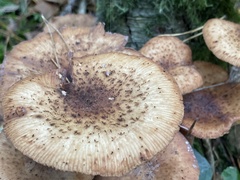 Armillaria
