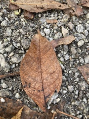 Prunus padus