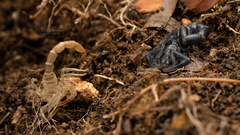 Uroplectes flavoviridis