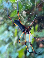 Trichonephila inaurata
