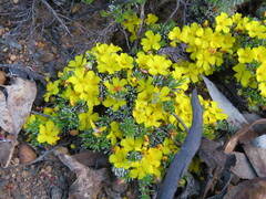 Hibbertia hibbertioides