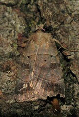 Agnorisma badinodis