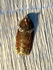 Acleris celiana
