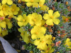 Hibbertia hibbertioides