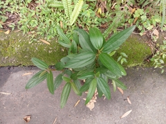 Boehmeria densiflora