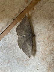 Lonomia