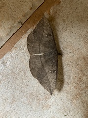Lonomia