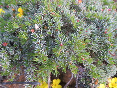 Hibbertia hibbertioides